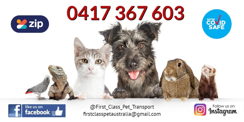 Pet First Class Pet Transport